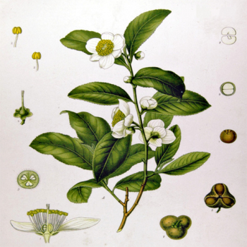 Чайный куст - Camellia sinensis